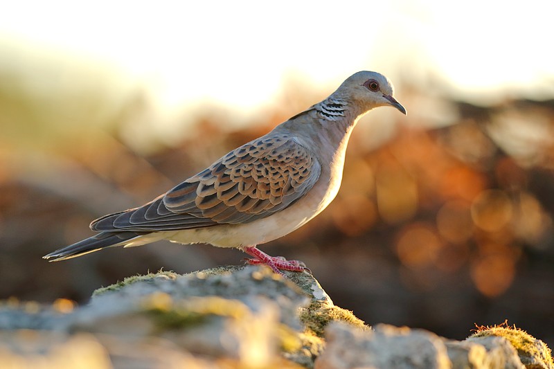 Garten Vogelvoliere